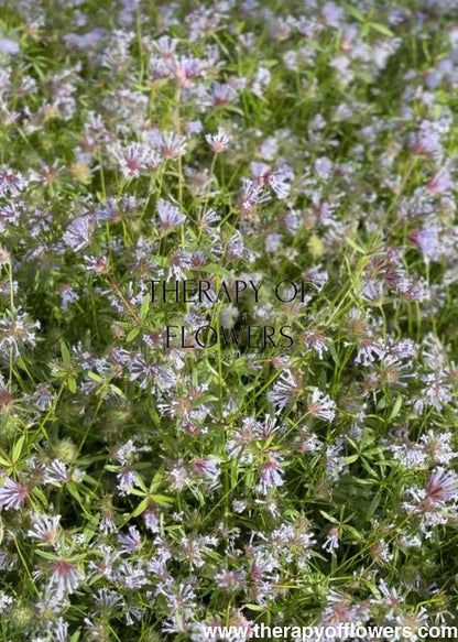 Asperula azurea | Blue woodruff therapyofflowers.com