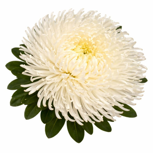 Aster Dragon Creamy White therapyofflowers.com