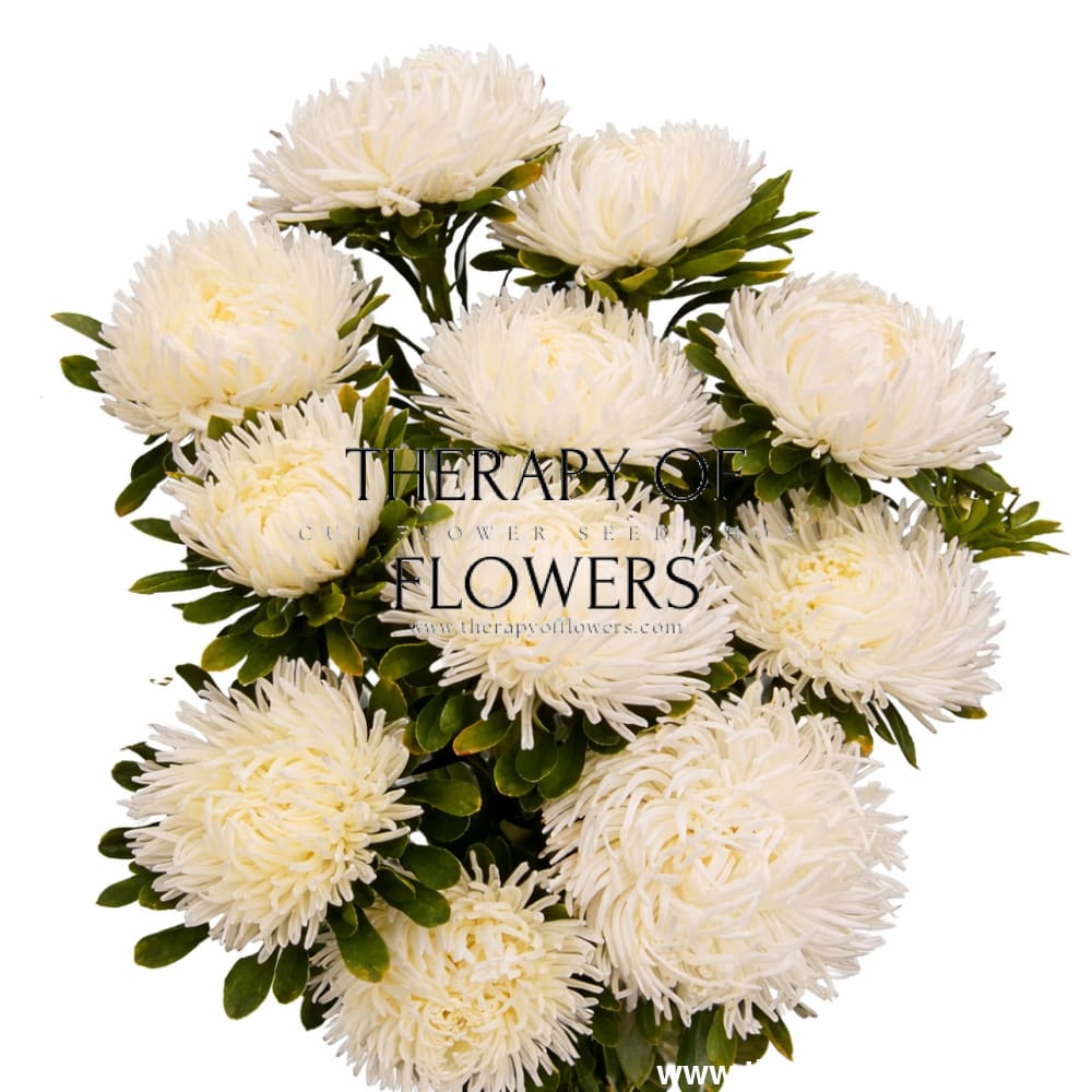 Aster Dragon Creamy White therapyofflowers.com