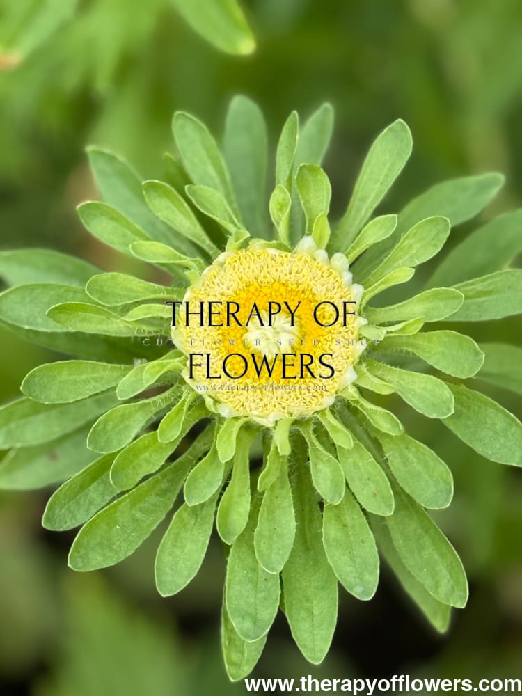 Aster Hulk | Callistephus chinensis therapyofflowers.com