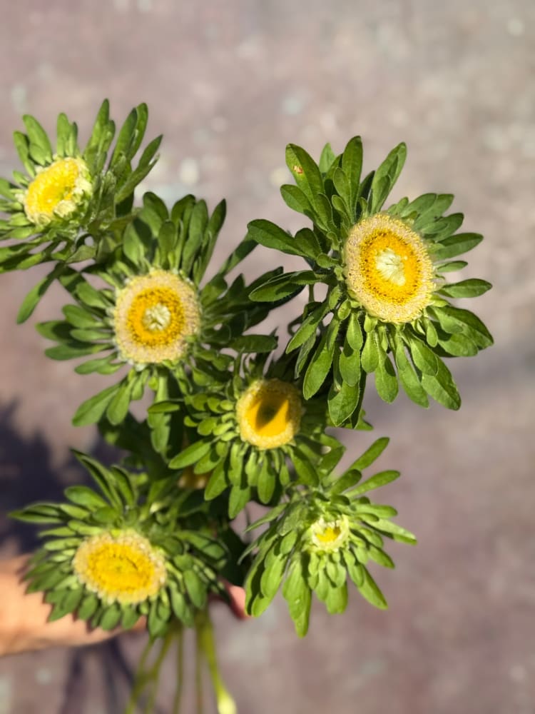 Aster Hulk | Callistephus chinensis therapyofflowers.com