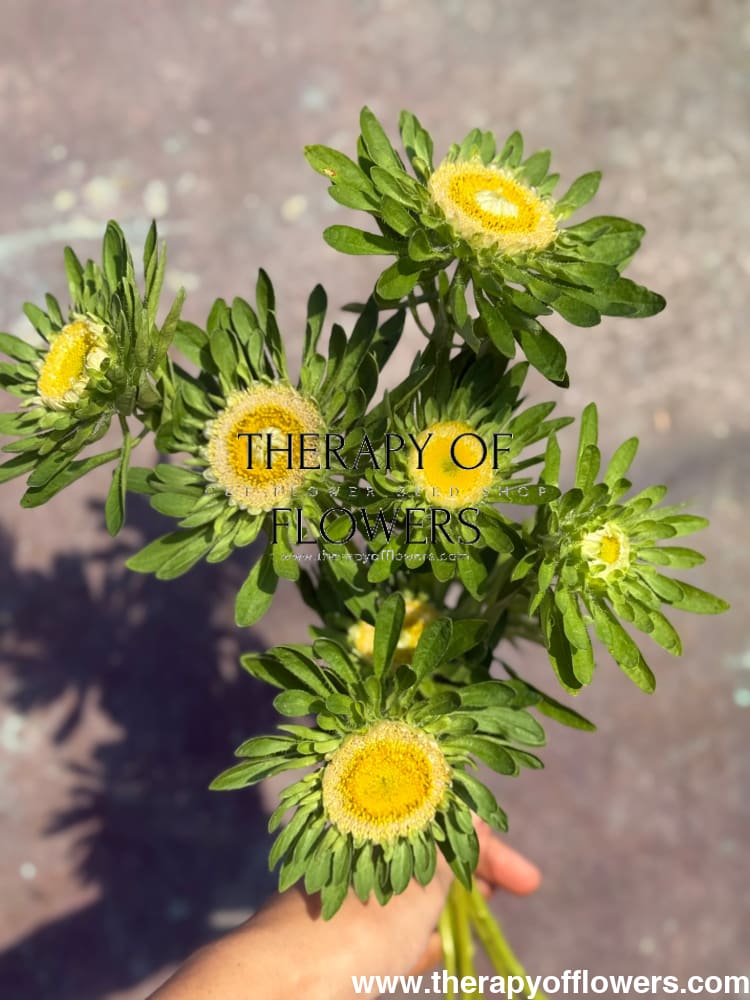 Aster Hulk | Callistephus chinensis therapyofflowers.com