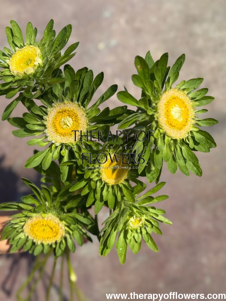 Aster Hulk | Callistephus chinensis therapyofflowers.com