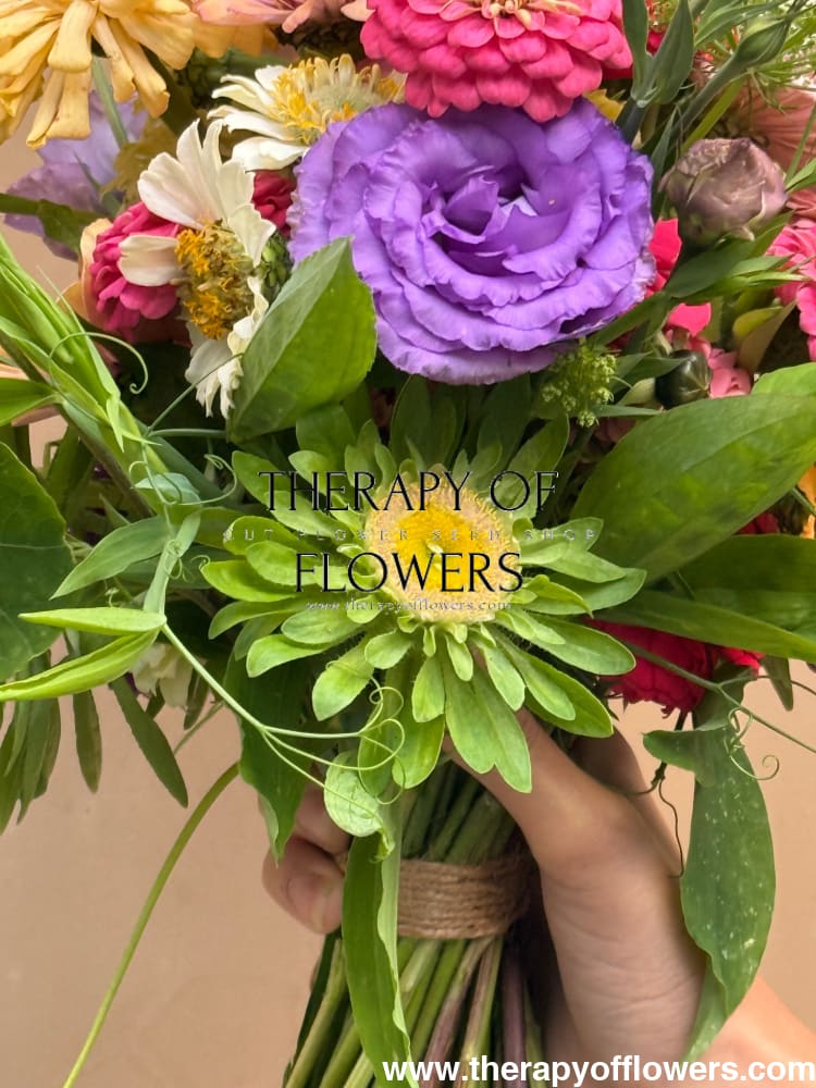 Aster Hulk | Callistephus chinensis therapyofflowers.com