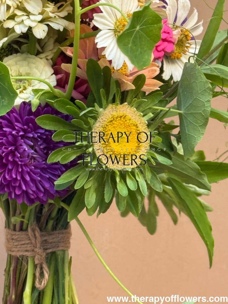 Aster Hulk | Callistephus chinensis therapyofflowers.com