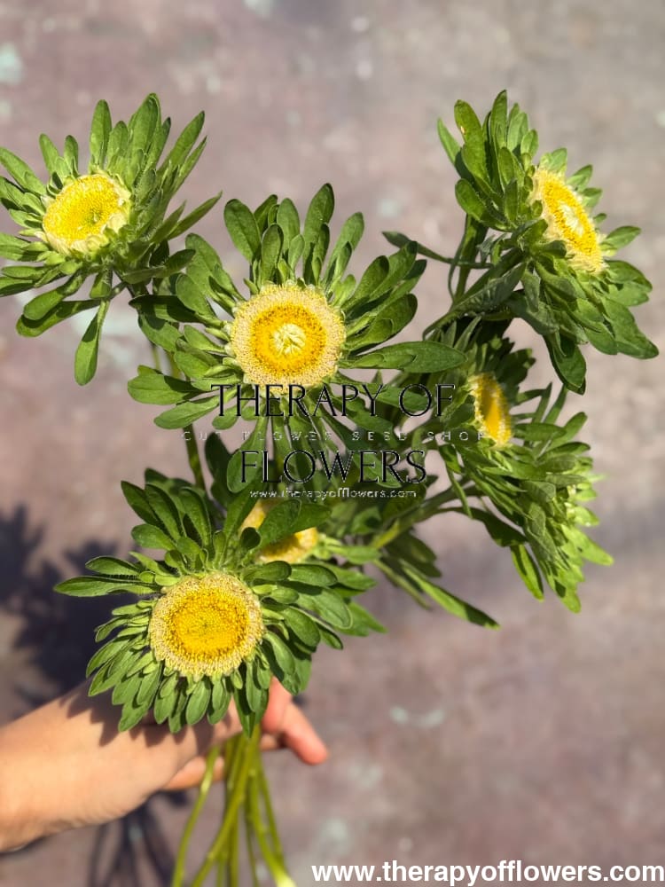 Aster Hulk | Callistephus chinensis therapyofflowers.com