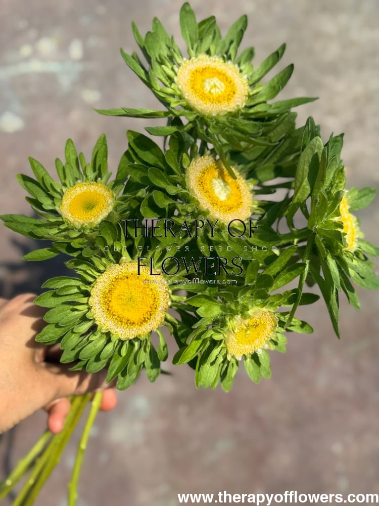 Aster Hulk | Callistephus chinensis therapyofflowers.com