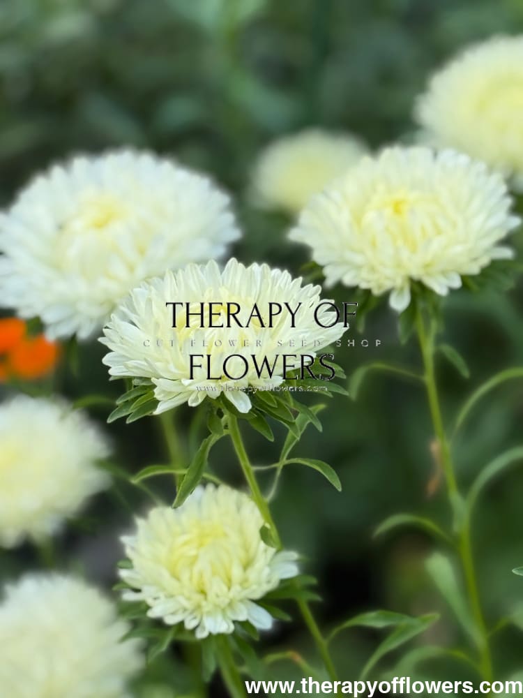 Aster Lady Coral® Creamy White | Callistephus chinensis therapyofflowers.com