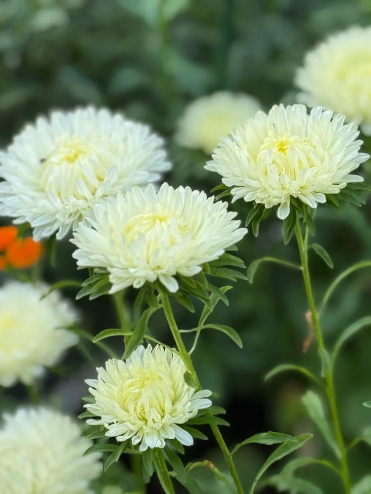 Aster Lady Coral® Creamy White | Callistephus chinensis therapyofflowers.com