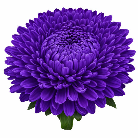 Aster Lady Coral® Dark Blue | Callistephus chinensis - 30 seeds / Velvety deep blue - Seeds