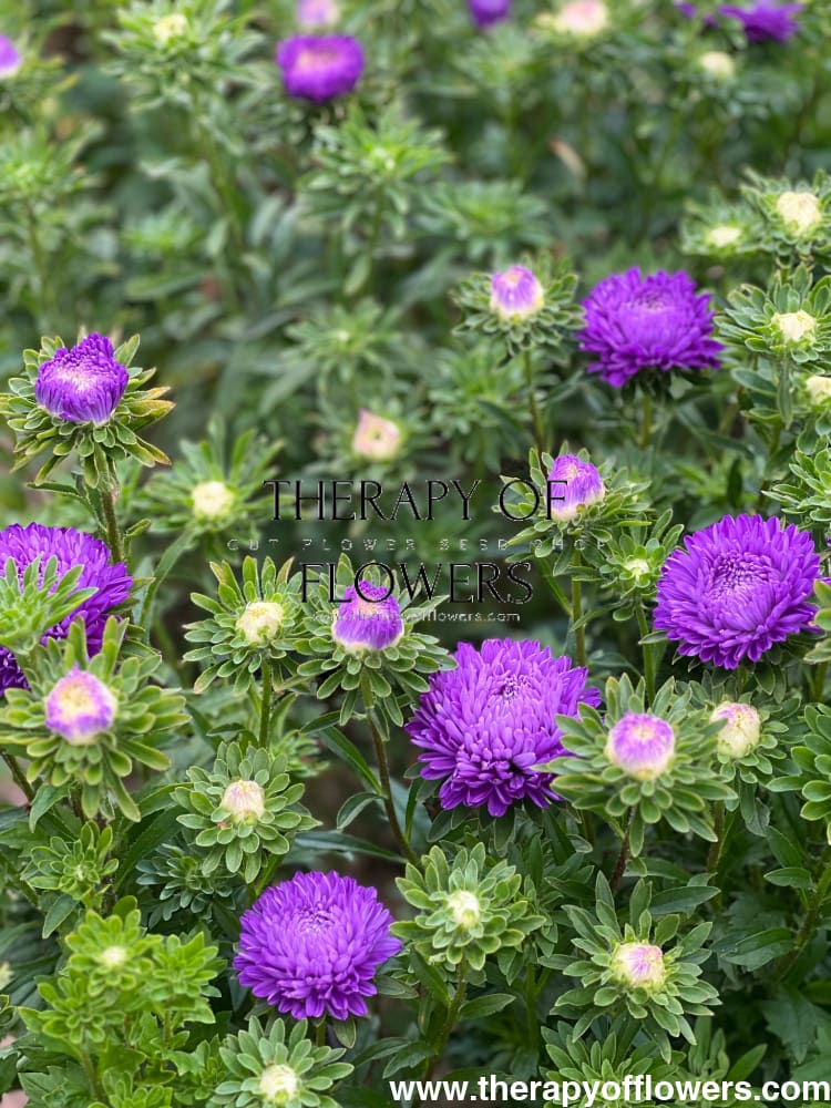 Aster Lady Coral® Dark Blue FS.