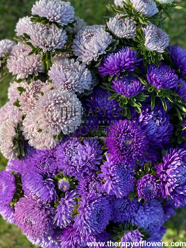Aster Lady Coral® Dark Blue FS.