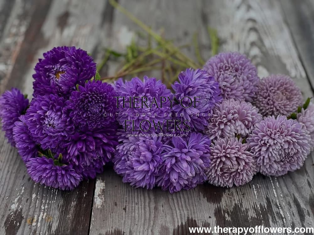 Aster Lady Coral® Light Blue | Callistephus chinensis therapyofflowers.com