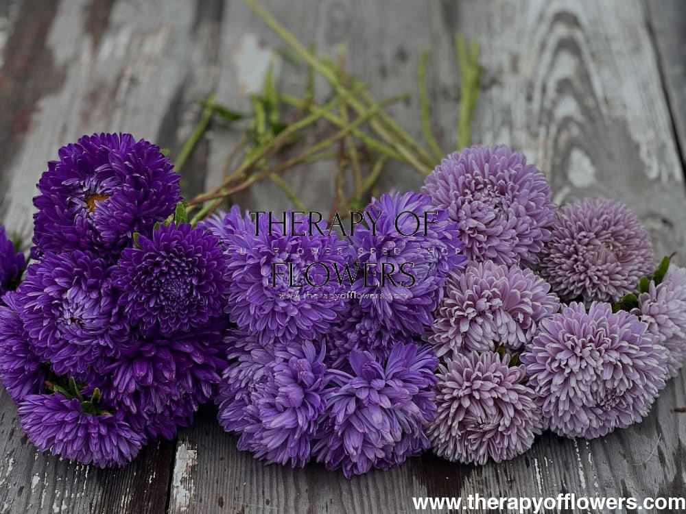 Aster Lady Coral® Light Blue | Callistephus chinensis therapyofflowers.com