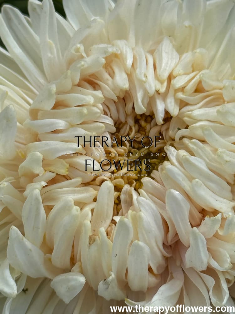 Aster Lady Coral® Golden | Callistephus chinensis therapyofflowers.com