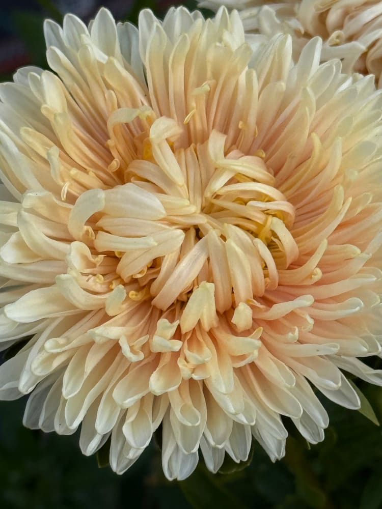 Aster Lady Coral® Golden | Callistephus chinensis therapyofflowers.com