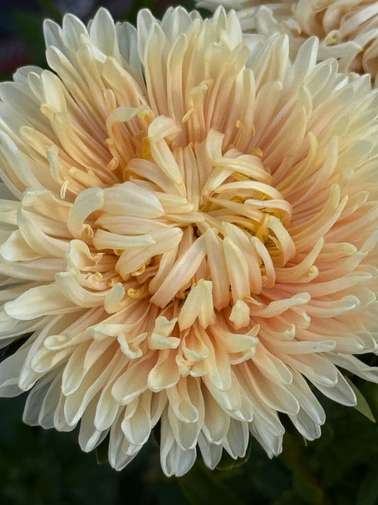 Aster Lady Coral® Golden | Callistephus chinensis therapyofflowers.com