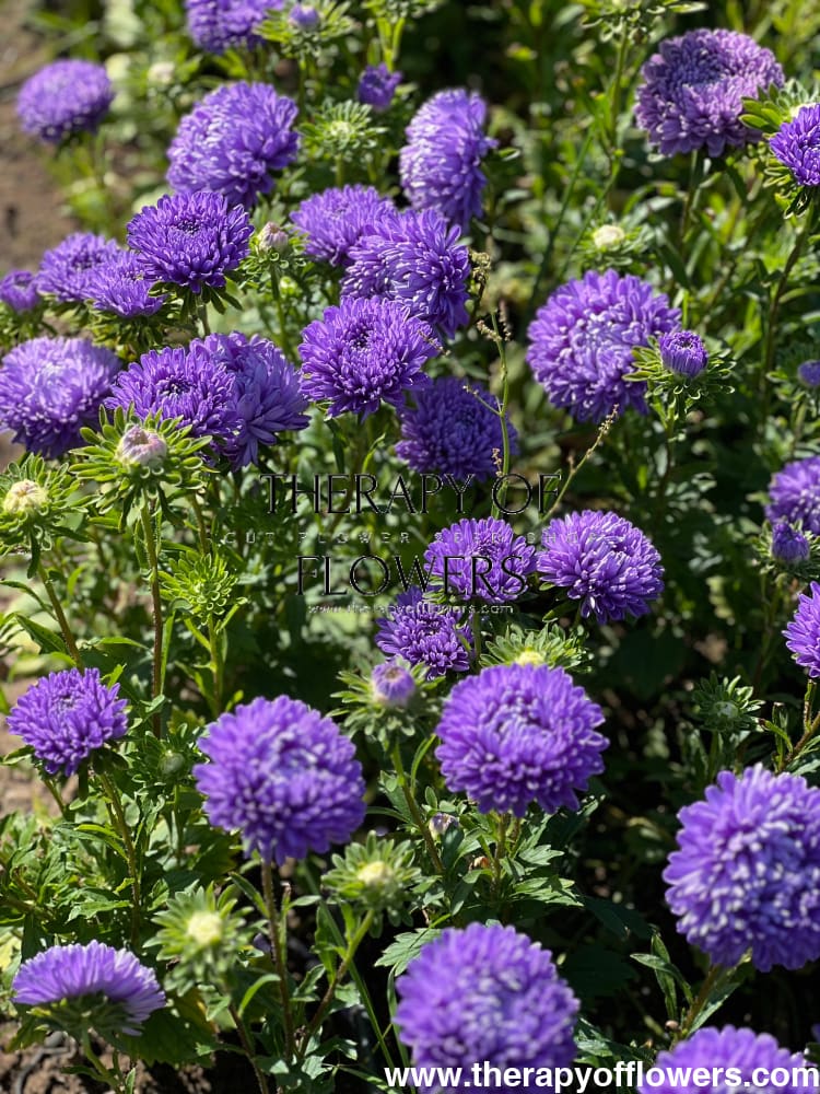 Aster Lady Coral® Light Blue.