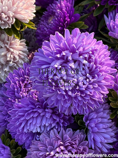 Aster Lady Coral® Light Blue.