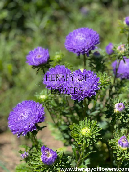 Aster Lady Coral® Light Blue.
