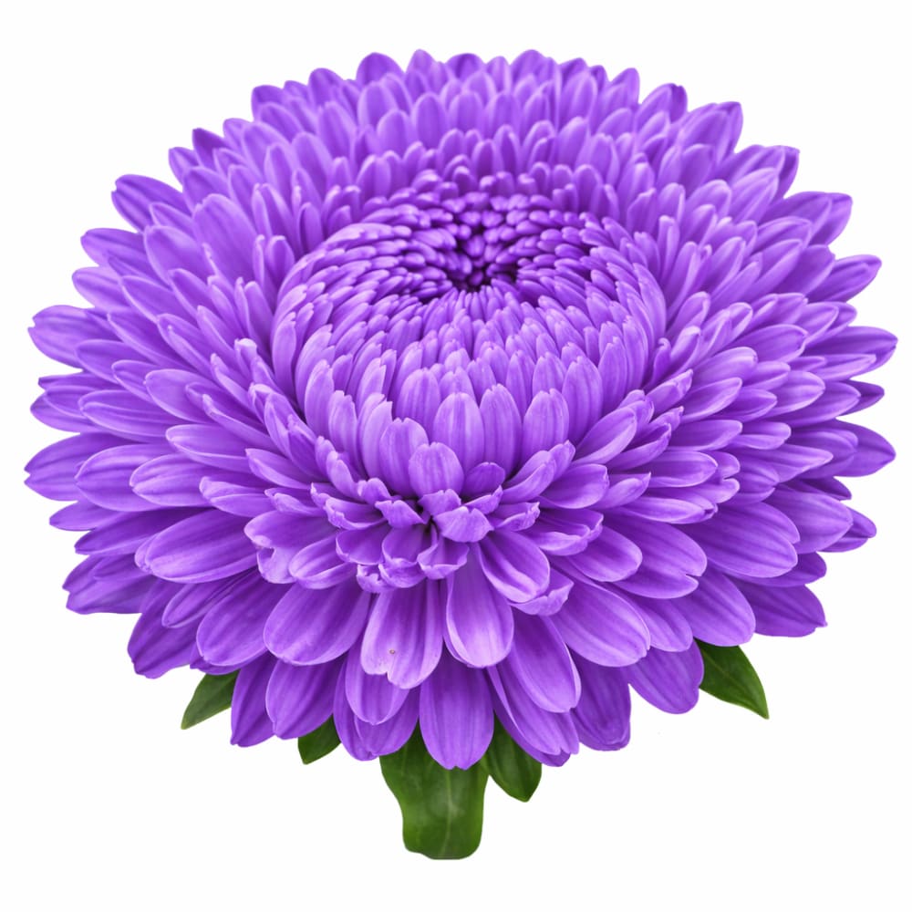 Aster Lady Coral® Light Blue | Callistephus chinensis - 30 seeds - Seeds