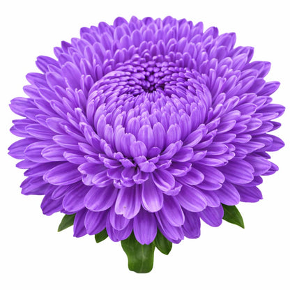 Aster Lady Coral® Light Blue | Callistephus chinensis - 30 seeds - Seeds
