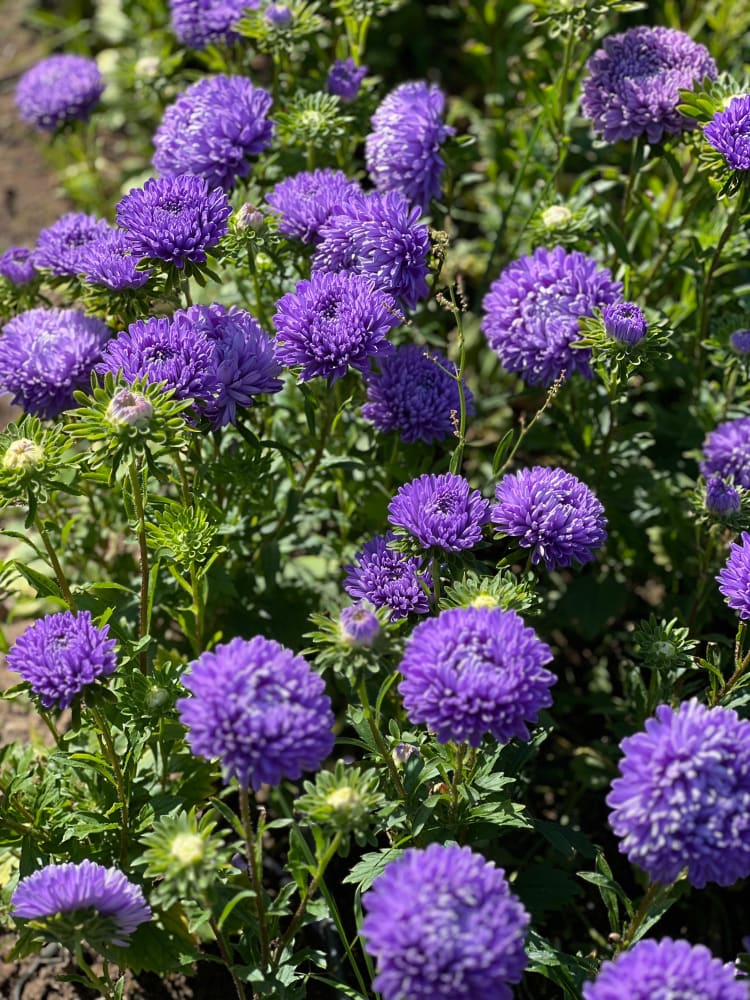 Aster Lady Coral® Light Blue.