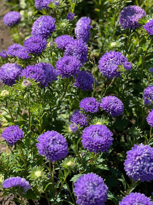 Aster Lady Coral® Light Blue.