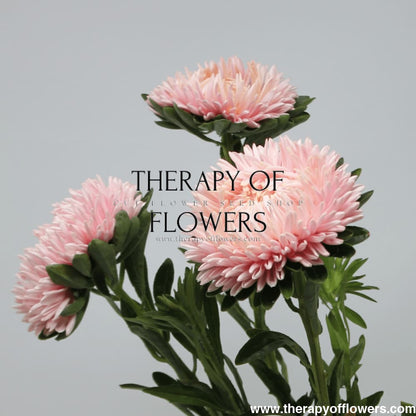 Aster Lady Coral® Salmon - therapyofflowers.comflowers