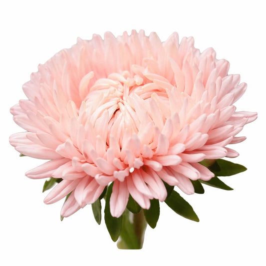 Aster Lady Coral® Salmon | Callistephus chinensis - 30 seeds / 60-70 cm / Salmon Pink - Seeds