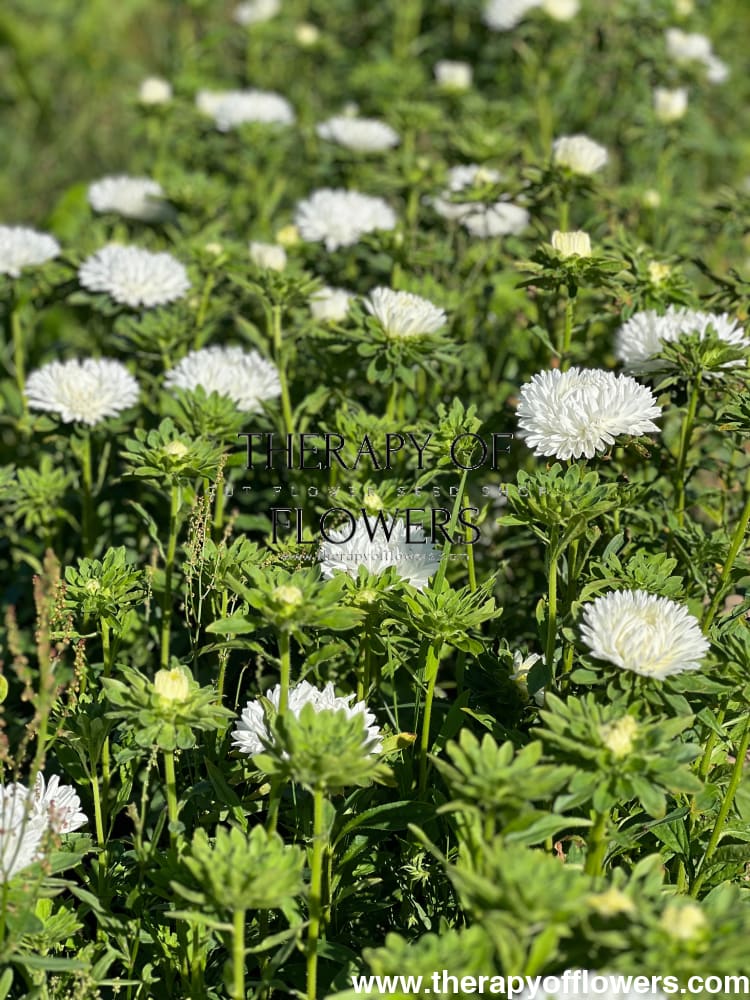Aster Lady Coral® White |  Callistephus chinensis therapyofflowers.com
