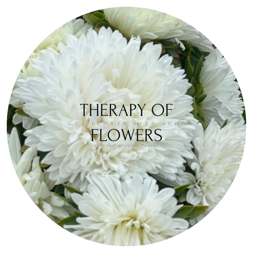 Aster Lady Coral® White 