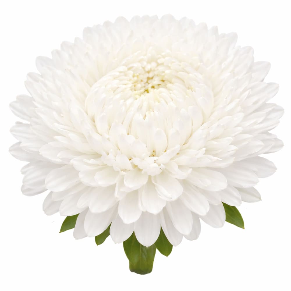 Aster Lady Coral® White | Callistephus chinensis - 30 seeds - Seeds
