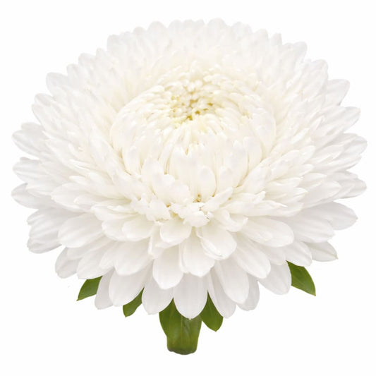 Aster Lady Coral® White | Callistephus chinensis - 30 seeds - Seeds