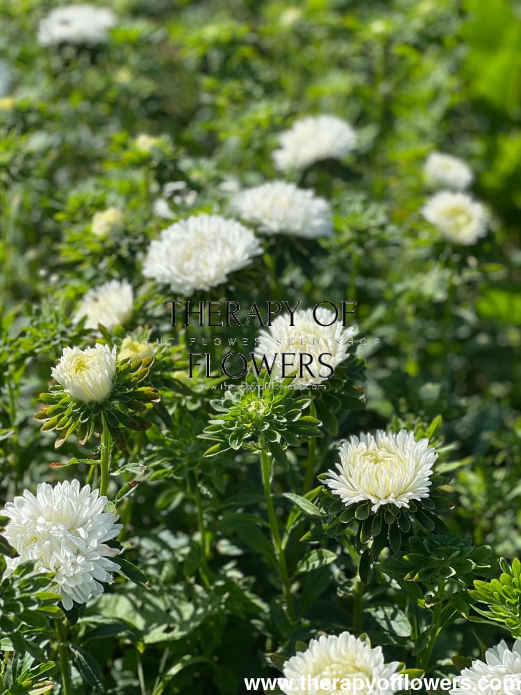 Aster Lady Coral® White |  Callistephus chinensis therapyofflowers.com