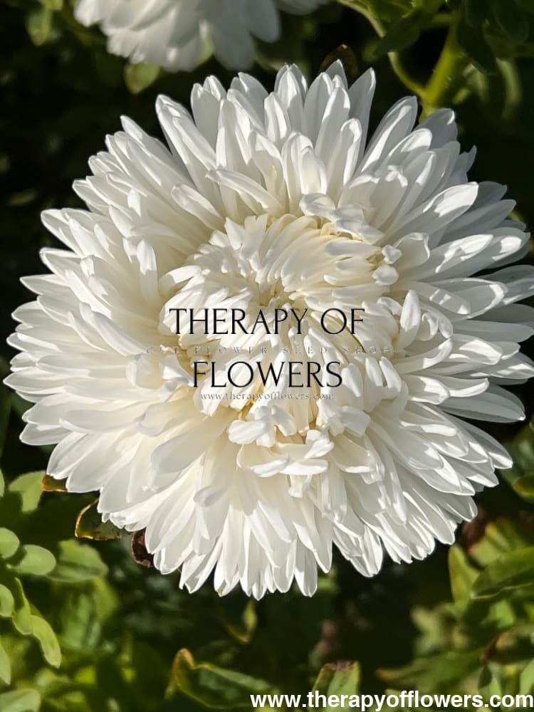 Aster Lady Coral® White |  Callistephus chinensis therapyofflowers.com