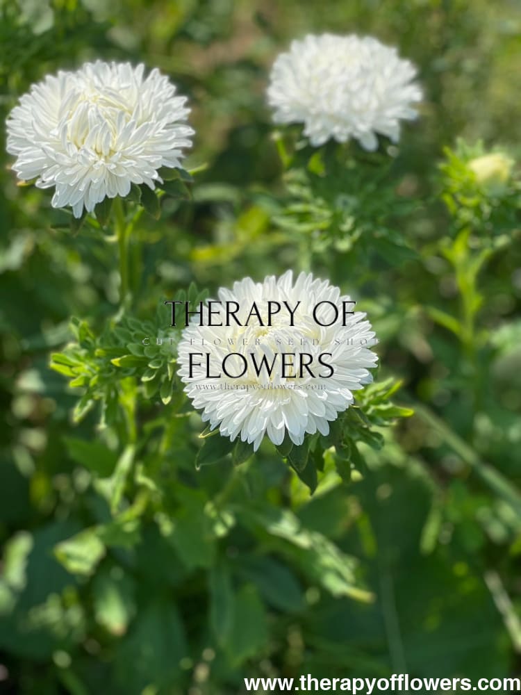 Aster Lady Coral® White |  Callistephus chinensis