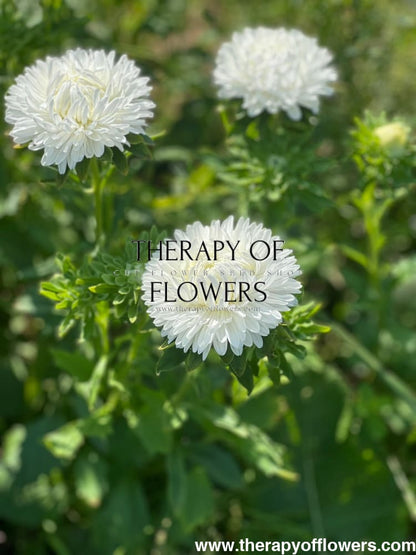 Aster Lady Coral® White |  Callistephus chinensis
