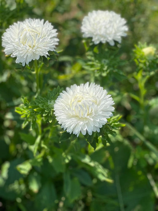 Aster Lady Coral® White |  Callistephus chinensis