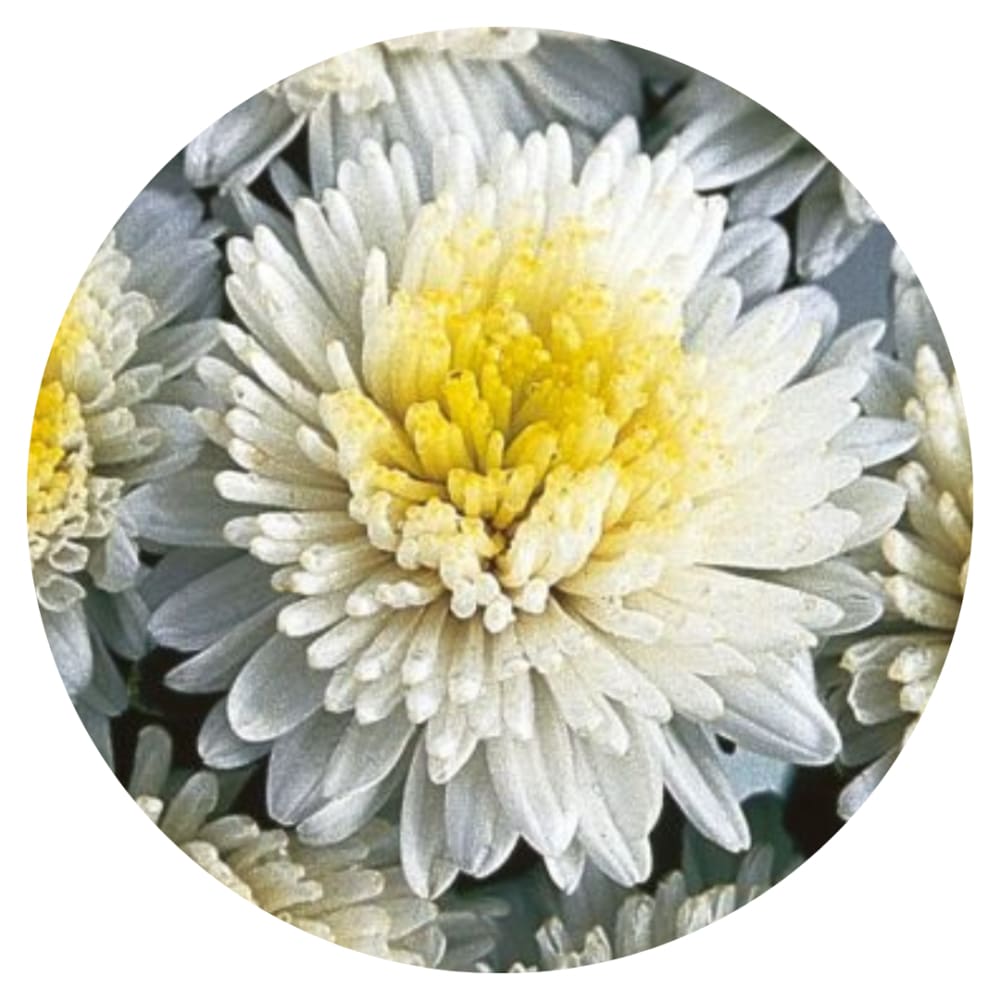 Aster NEW Nevita White