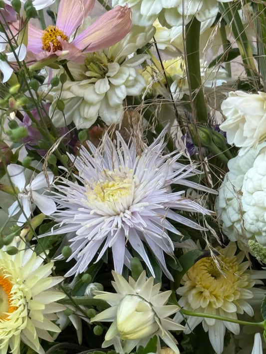 Aster Sea Starlet Light Blue therapyofflowers.com