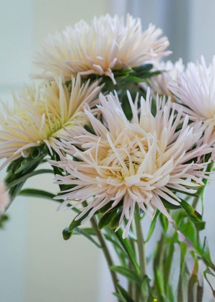 Aster Valkyrie Brünhilde, Chamois therapyofflowers.com