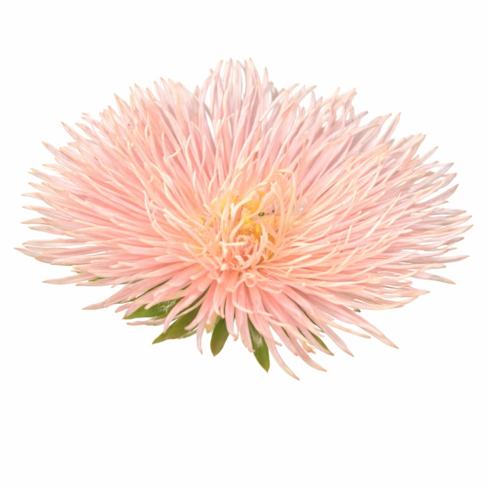 Aster Valkyrie Brünhilde Chamois - 30 seeds / 60-70 cm / Chamois - Seeds