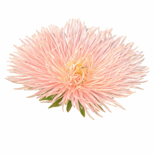 Aster Valkyrie Brünhilde Chamois - 30 seeds / 60-70 cm / Chamois - Seeds