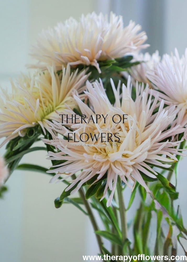 Aster Valkyrie Brünhilde, Chamois therapyofflowers.com