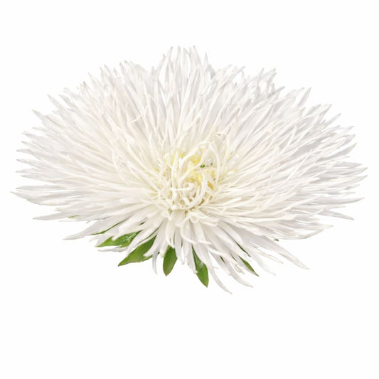 Aster Valkyrie Isolde white - 30 seeds / 60-70 cm - Seeds