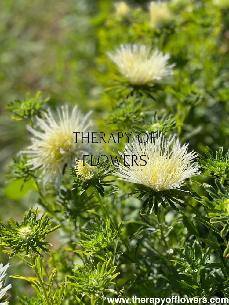 Aster Valkyrie Isolde, white.