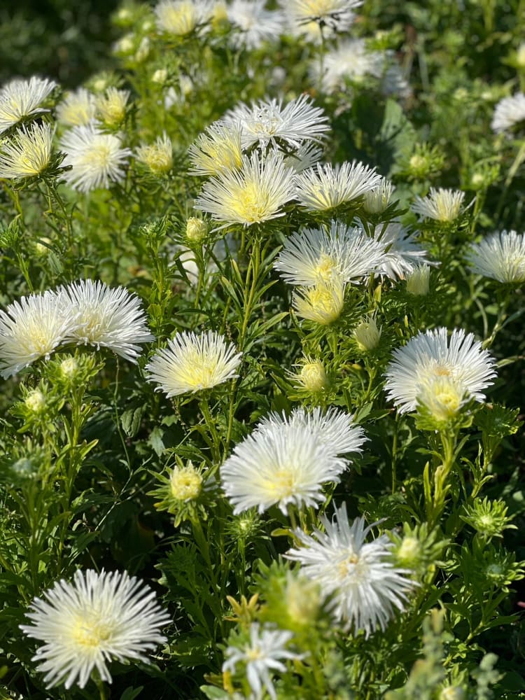 Aster Valkyrie Isolde, white therapyofflowers.com