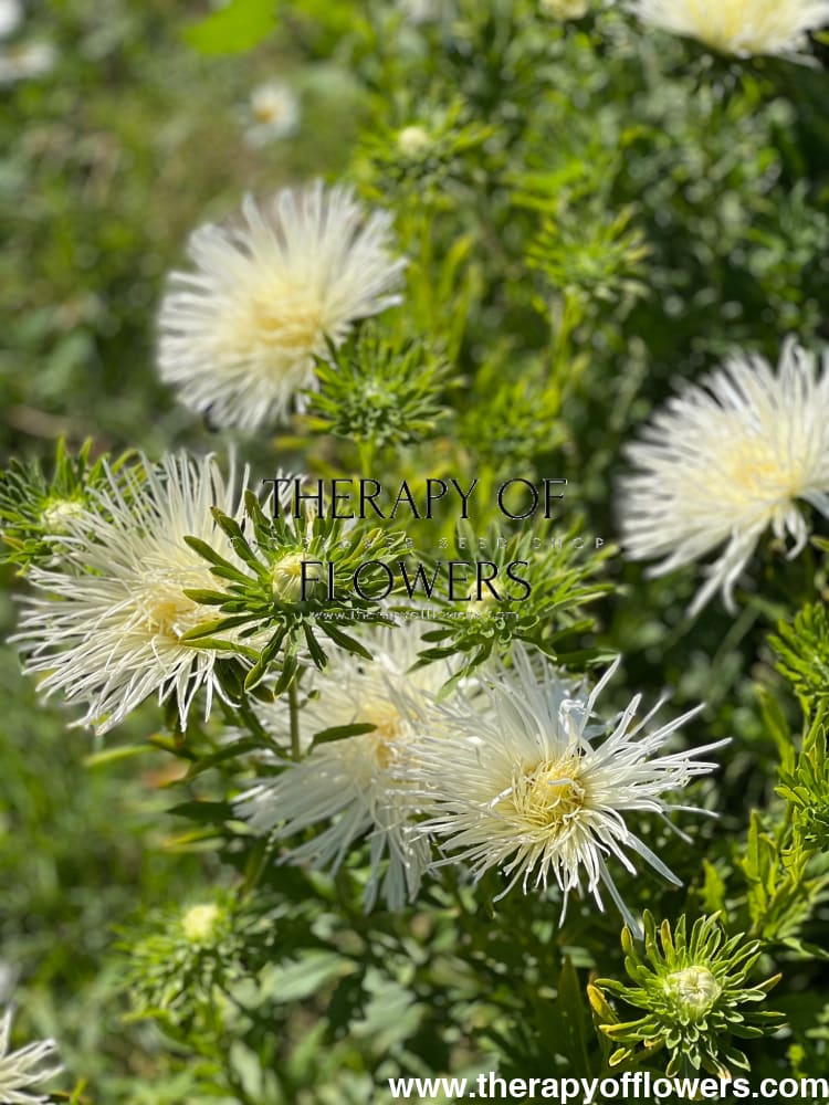 Aster Valkyrie Isolde, white.