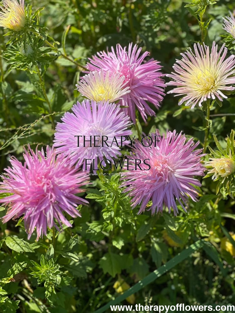 Aster Valkyrie Tristan, pink therapyofflowers.com